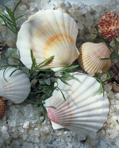 What is the difference between wet- and dry-packed scallops?